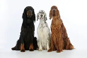 Lines Prints: DOG. English setter sitting between gordon setter and irish setter