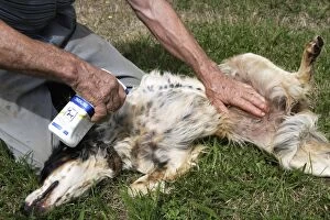 Dog - English Setter - being sprayed with anti-flea