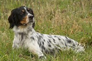 Images Dated 7th February 2014: Dog - English Setter Tricolor - lying down