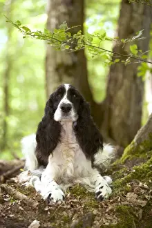 Dog - English springer spaniel