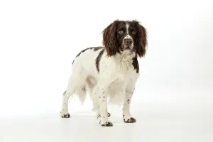 DOG. English springer spaniel