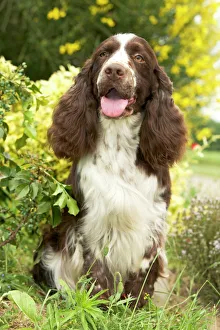 Dog - English springer spaniel