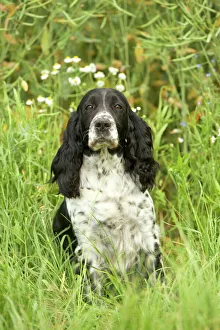 Dog - English springer spaniel
