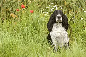 Dog - English springer spaniel