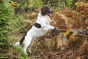 Benches Prints: DOG. English springer spaniel on bench