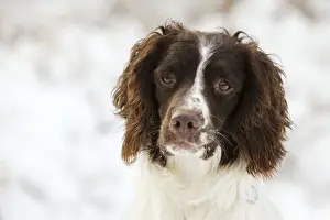 DOG. English springer spaniel close up
