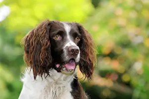 Spaniels Prints: DOG. English springer spaniel close up of head