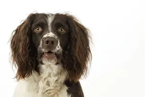DOG. English springer spaniel head shot