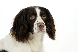 DOG - English springer spaniel (head shot)