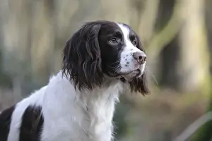 DOG - English springer spaniel (head shot)