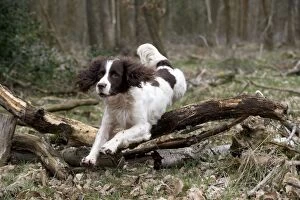 Images Dated 14th April 2013: DOG - English springer spaniel jumping over fallen branches