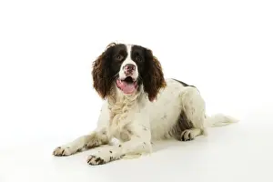 DOG. English springer spaniel laying down