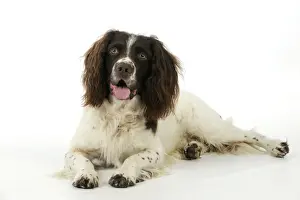 DOG. English springer spaniel laying down