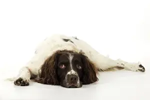 DOG. English springer spaniel laying down