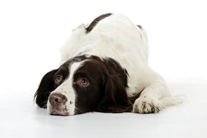 Images Dated 28th November 2010: DOG - English springer spaniel laying down