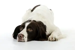 DOG - English springer spaniel laying down