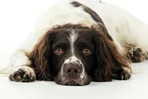 Spaniels Prints: DOG. English springer spaniel laying down close up