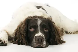 DOG. English springer spaniel laying down close up