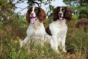 In Field Collection: DOG. English springer spaniel pair sitting in heather