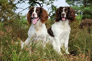 Spaniels Prints: DOG. English springer spaniel pair sitting in heather