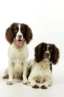 Spaniels Prints: DOG. English springer spaniel pair one sitting and one laying down