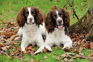 Spaniels Prints: DOG. English springer spaniel pair sitting in leaves