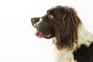 DOG. English springer spaniel profile head and shoulders