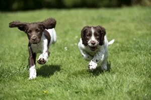 DOG - English springer spaniel puppies running