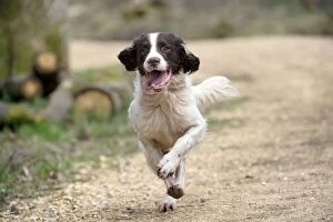 Images Dated 14th April 2013: DOG - English springer spaniel running