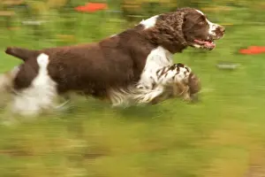 Blurred Prints: Dog - English springer spaniel running