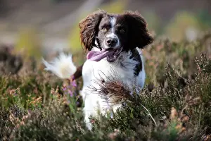 DOG. English springer spaniel running through heather