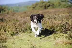 DOG. English springer spaniel running through heather