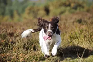 DOG. English springer spaniel running through heather