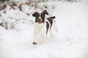 DOG. English springer spaniel running through the snow
