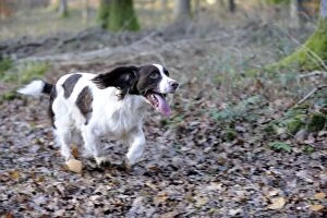 Images Dated 28th November 2010: DOG - English springer spaniel running through the woods