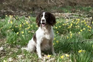 Images Dated 14th April 2013: DOG - English springer spaniel sitting in daffodils