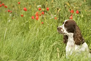 Gudogs Prints: Dog - English springer spaniel sitting in field with poppies