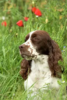 Dog - English springer spaniel sitting in field with poppies