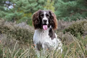 Spaniels Prints: DOG. English springer spaniel sitting in heather