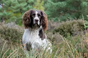 DOG. English springer spaniel sitting in heather