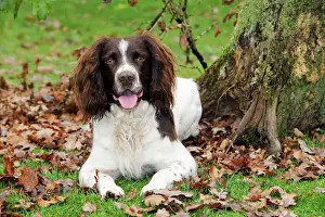 Spaniels Prints: DOG. English springer spaniel sitting in leaves