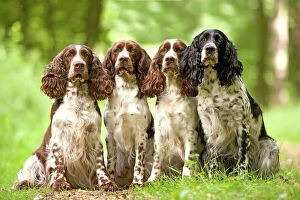Mixed Colours Collection: Dog - English springer spaniel - four sitting in row