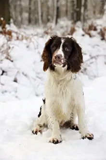 DOG. English springer spaniel sitting in the snow