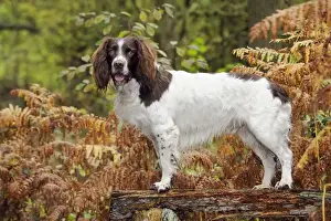 Benches Prints: DOG. English springer spaniel standing on bench