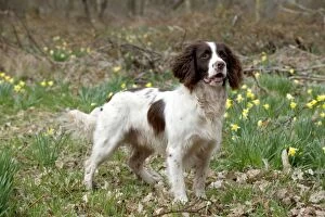 Images Dated 14th April 2013: DOG - English springer spaniel standing in daffodils