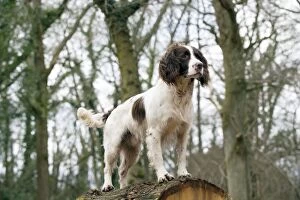 Images Dated 14th April 2013: DOG - English springer spaniel standing on fallen tree trunk