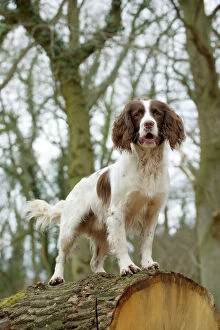 Spaniels Gallery: DOG - English springer spaniel standing on fallen tree trunk