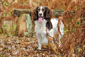 DOG. English springer spaniel standing in ferns
