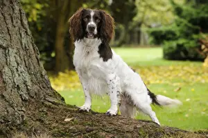 DOG. English springer spaniel standing on tree root