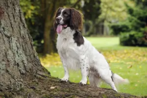 DOG. English springer spaniel standing on tree root
